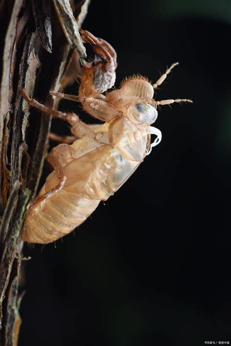 蟬會飛嗎|蟬(半翅目蟬科動物):簡介,外形特徵,生活習性,發聲原理,生長繁殖,。